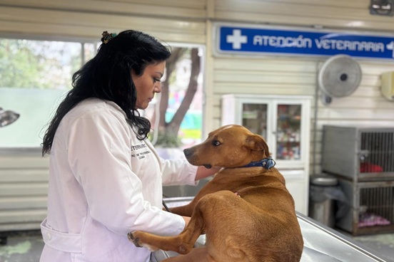 El STC-Metro mantiene compromiso de salvaguardar a las especies animales detectadas al interior de la red