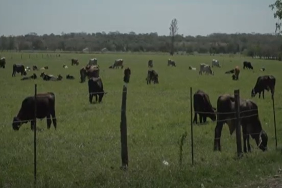 Promueve Agricultura la inseminación artificial en ovinos y bovinos en Zacatecas