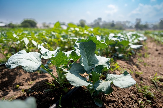 En Chapingo existen tecnologías agrícolas de vanguardia y talleres prácticos en la presentación de trabajos de investigación