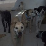 Presupuesto participativo 2026 y 2027 en la Ciudad de México: PAN llama a la participación ciudadana para que haya impacto real en las colonias