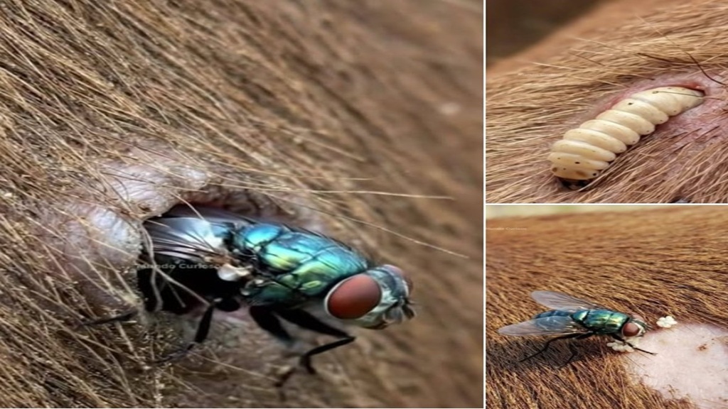 Confirman primeros casos de gusano barrenador en el municipio de Chilpancingo