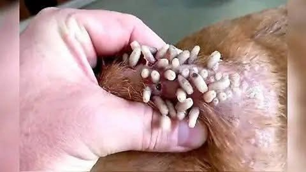 Sólo en Acapulco podría haber más de 1,000 reses con gusano barrenador