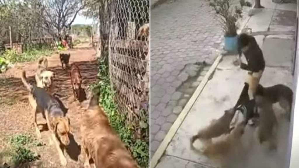 Alertan por sobrepoblación de perros y gatos en la vía pública; son más de 90,000