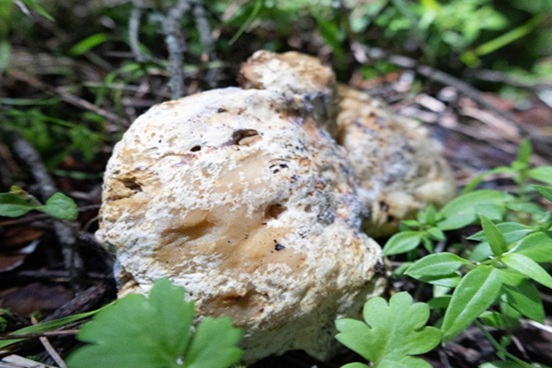 Mujeres rurales, guardianas del conocimiento ecológico: ciencia y tradición se unen desde Chapingo para proteger los bosques de México