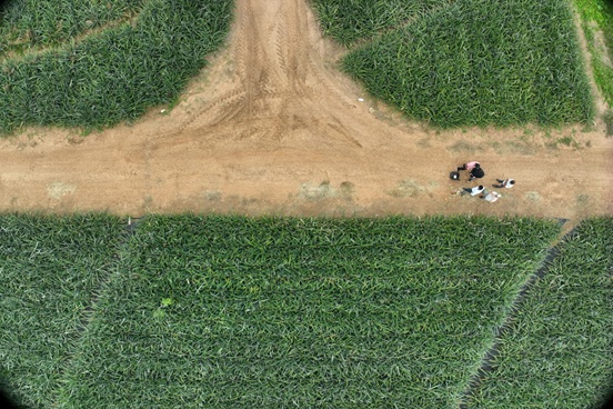 Chapingo te está buscando; participa en el concurso de selección para el doctorado en ingeniería agrícola y uso integral del agua